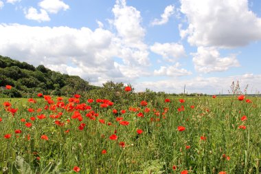 Mısır haşhaş manzara