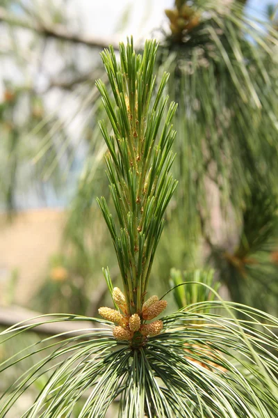 Pine Tree Buds — Stock Photo, Image