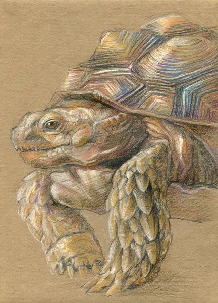 Turtle drawn with colored pencils