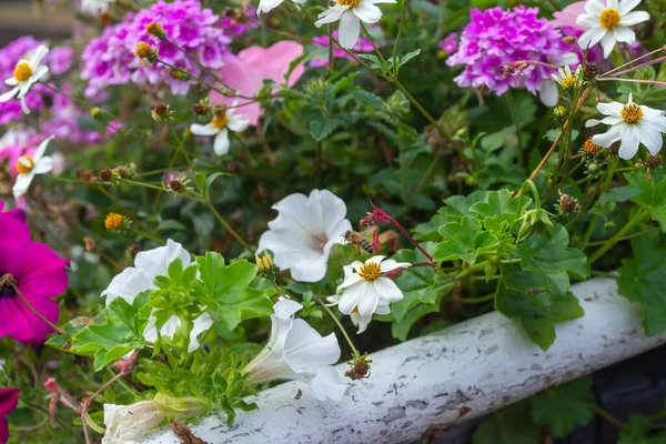 Fargerike Blomster Hvit Metallbro Kanalen Leiden Nederland – stockfoto