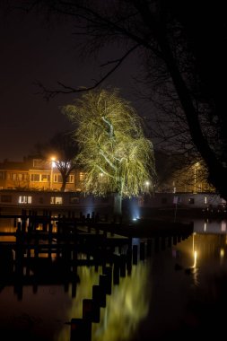 Leiden Kanalı yakınındaki parkta aydınlanmış söğüt ağacının gece görüntüsü