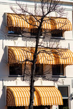 23 Mart 2022, Leiden, Hollanda, Arkaplanda Orange Overhang Sunshade ve Modern İnşaat Cephesi olan Ağaç