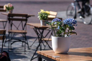 Güneş ışığı ve gölgeli ilkbahar dürtülerinin ayrıntıları. Ağaçlar, Hollanda, Leiden 'da kanal boyunca kır çiçekli yeşil otlar..
