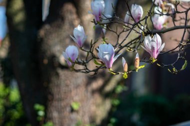 Güneş ışığı ve gölgeli ilkbahar dürtülerinin ayrıntıları. Ağaçlar, Hollanda, Leiden 'da kanal boyunca kır çiçekli yeşil otlar..
