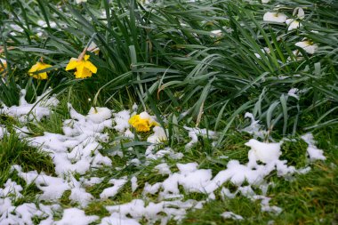 Nisan 'da kar altında caddeler, kafeler ve restoranlar, Leiden, Hollanda
