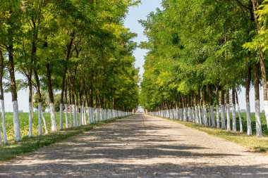 Perspective of tree lined road with the bleached trees 