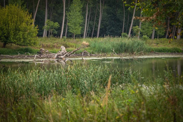 Paradiso Della Pesca Sul Lago Nelle Giornate Nuvolose Piovose — Foto Stock