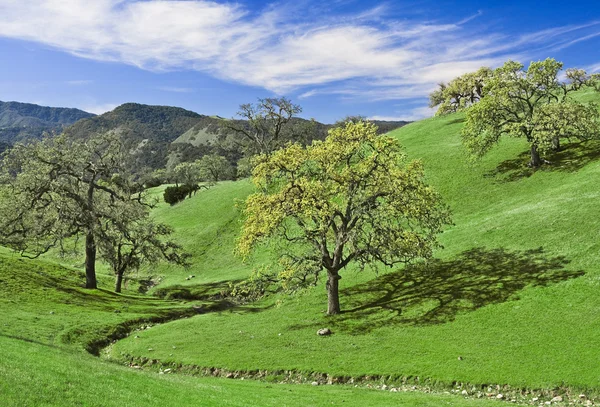 Eichenlichtung — Stockfoto