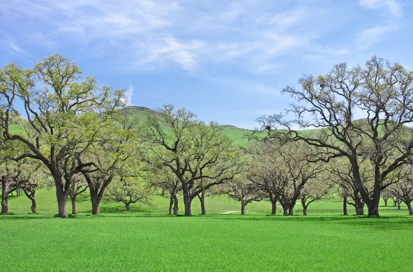 Eiken en gras — Stockfoto