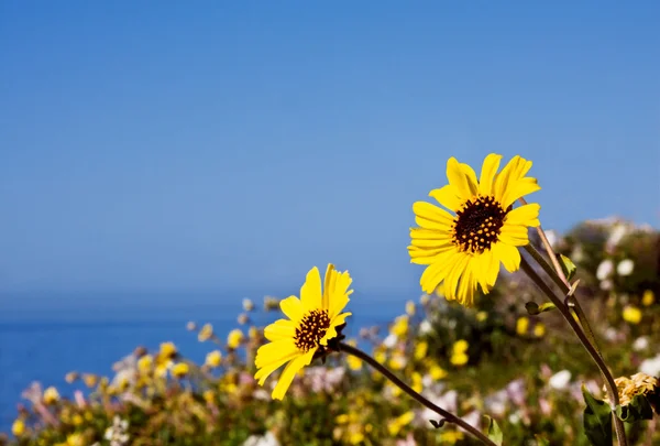 Flores del océano — Foto de Stock