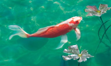 Koi Pond