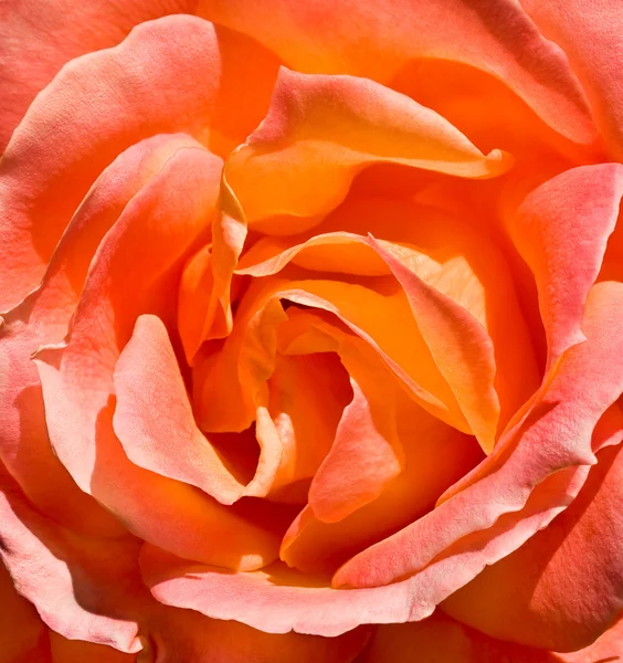 Narancssárga Rózsa주황색 로즈 — 스톡 사진