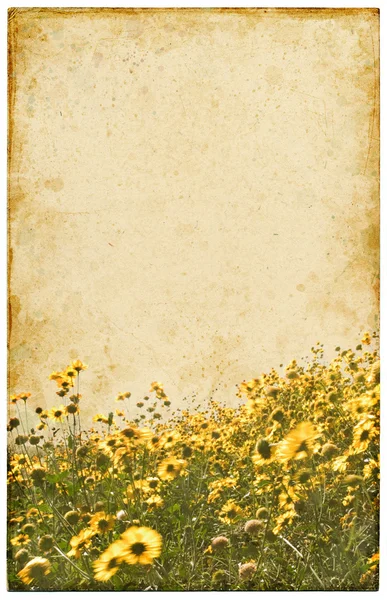 古いヴィンテージの花 — ストック写真