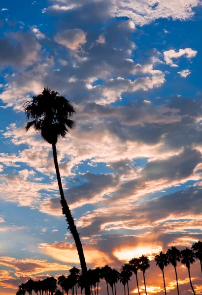 Gün batımında tek palm — Stok fotoğraf