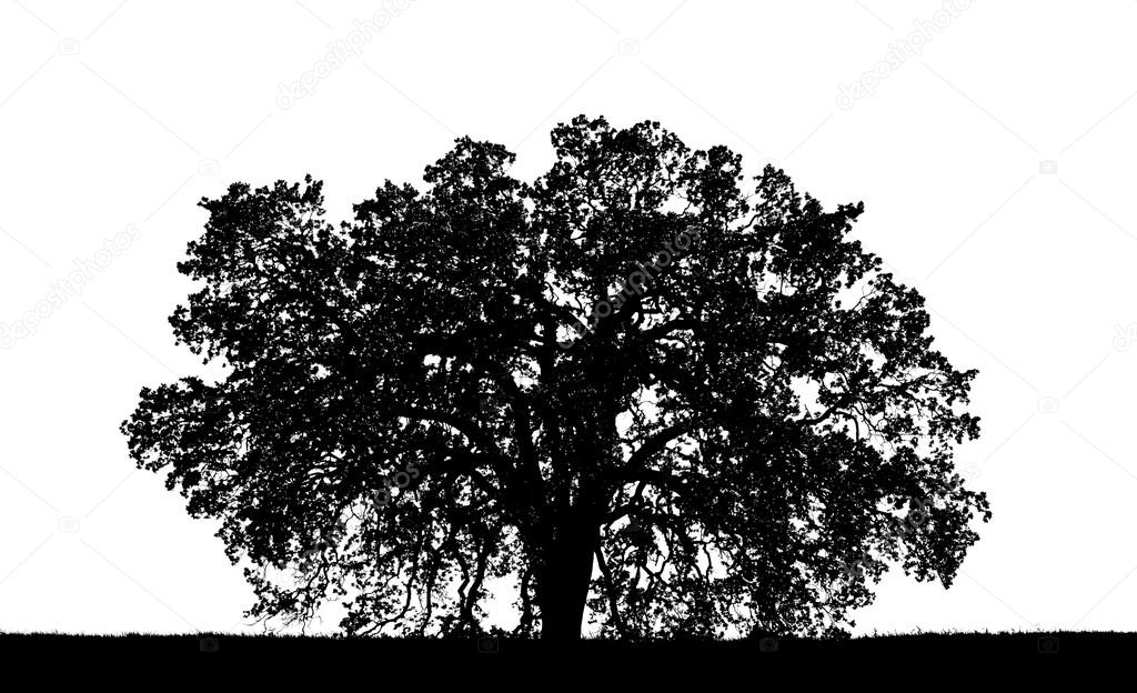 Oak Tree Silouette