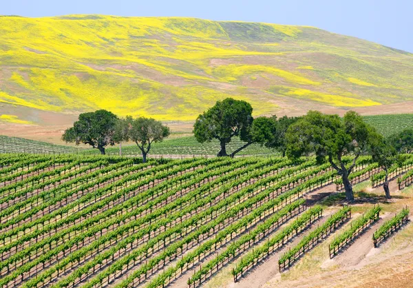 Wine Vineyard — Stock Photo, Image