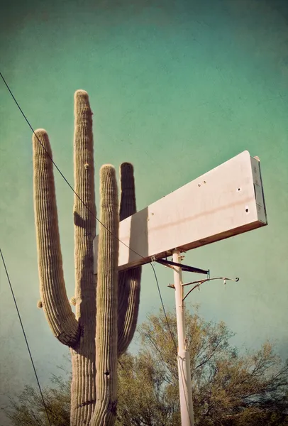 Cactus and Vintage Sign — Stock Photo, Image