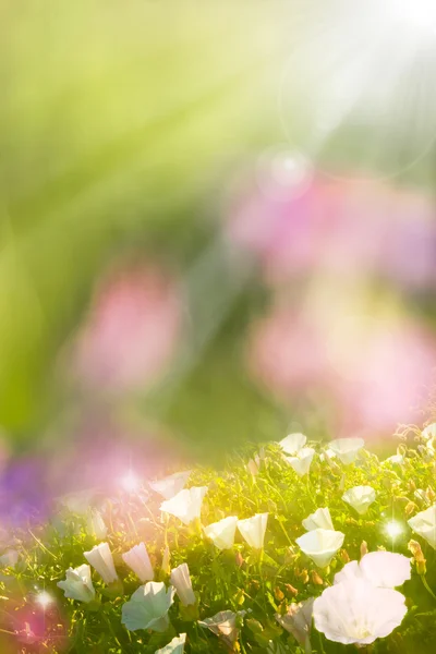 Светящиеся весенние цветы — стоковое фото