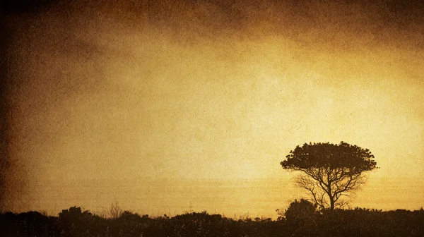 Ağaç siluet — Stok fotoğraf