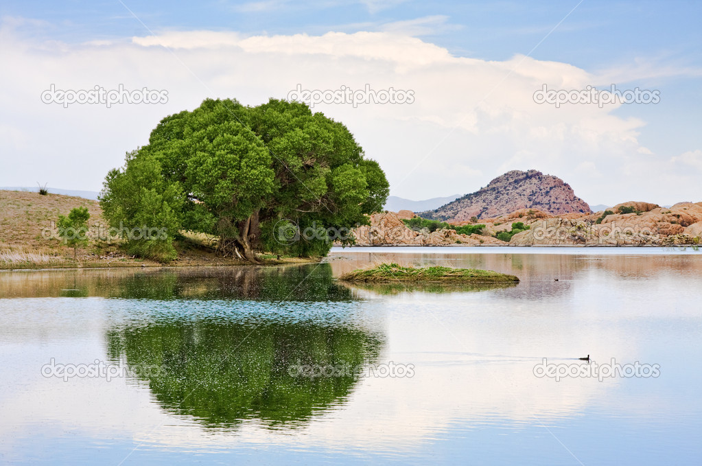 Cottonwood Tree and Lake