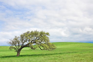 Santa ynez meşe