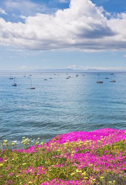 Santa barbara çapalama ve çiçekler
