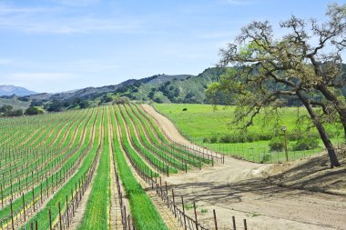 Vineyard and Oaks