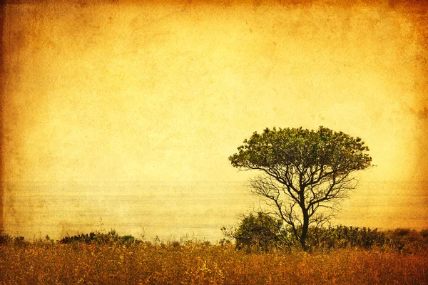 Sepia Grunge Tree — Stockfoto