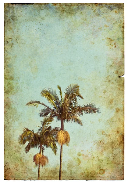 Vintage Palm cartão postal — Fotografia de Stock