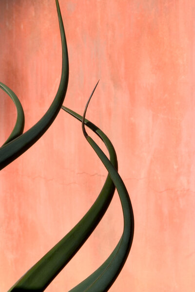 Agave Curves