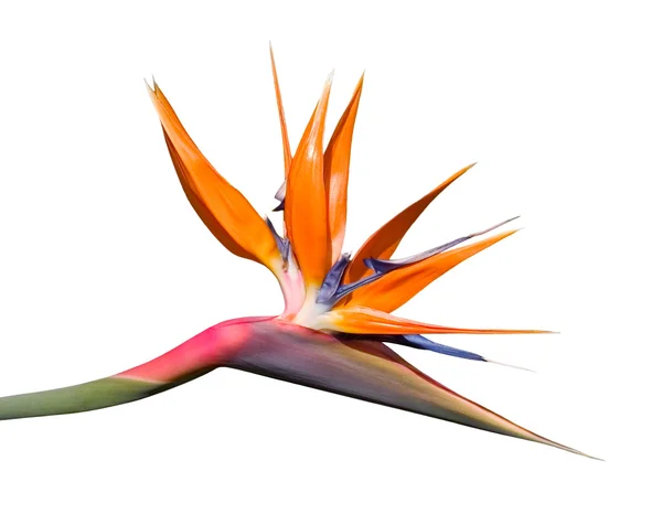 Bird of Paradise Flower — Stock Photo, Image