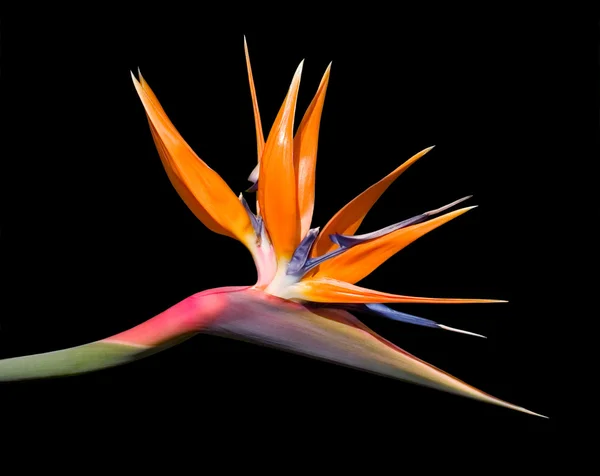 Bird of Paradise Flower — Stock Photo, Image