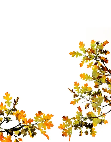 Herfstbladeren op wit — Stockfoto
