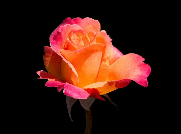 An orange and pink rose silhouetted on a black background.