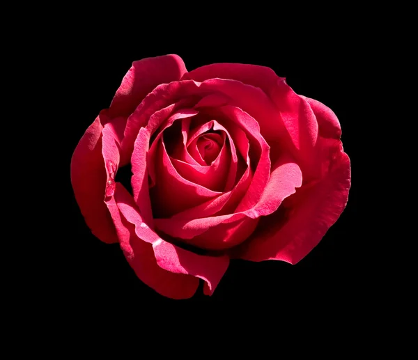 Rode roos op zwart — Stockfoto