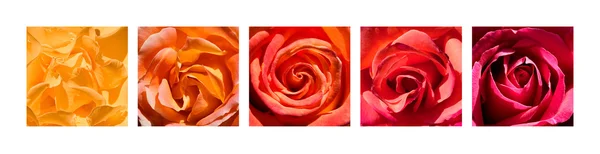 Rose Hearts Rainbow — Stock Photo, Image