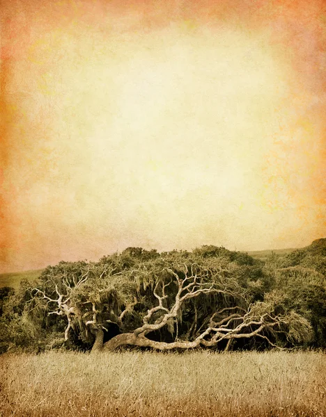 Chêne de San Simeon — Photo