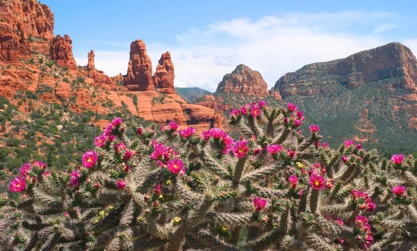 Sedona Landscape and Cactus — 图库照片