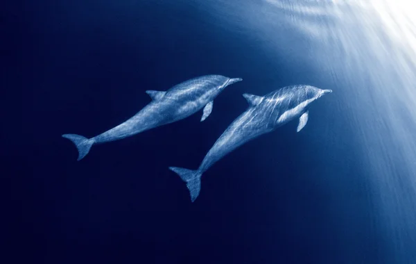 Duo de golfinho — Fotografia de Stock