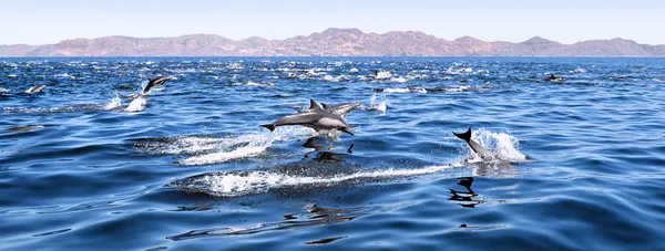 Delfíni plavání — Stock fotografie
