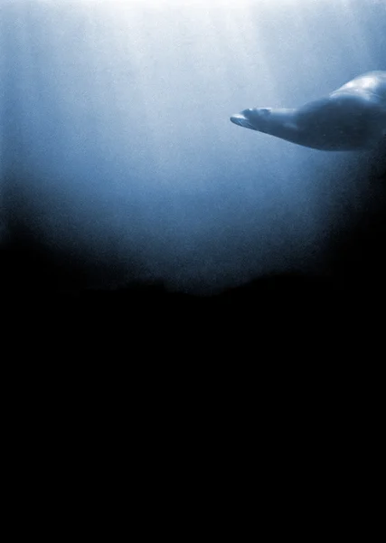 블랙에 바다 사자 — 스톡 사진