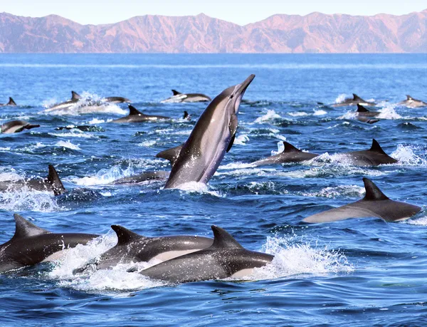 Delfinpatrouille — Stockfoto