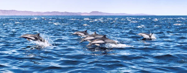 Cinco delfines saltando — Foto de Stock