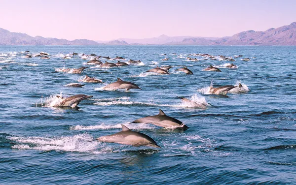 Delfines en Movimiento —  Fotos de Stock