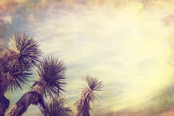 Vintage Joshua Tree — Stockfoto