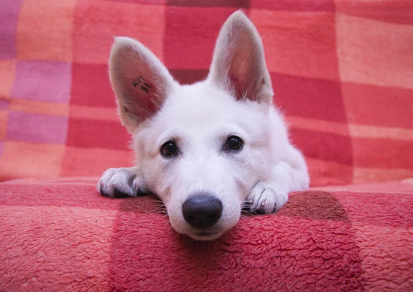 Weißer Hund — Stockfoto