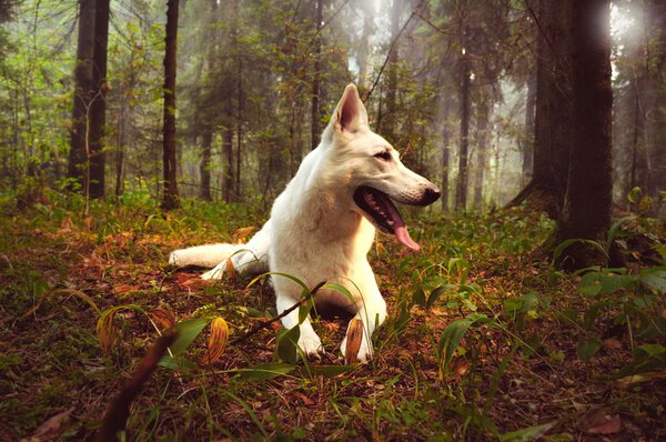White shepherd dog in the smog forest