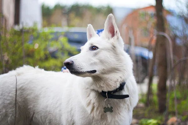 Retrato de perro blanco — Foto de Stock