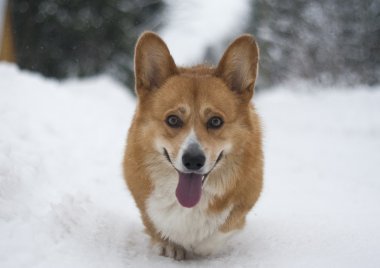 Galce corgi pembroke