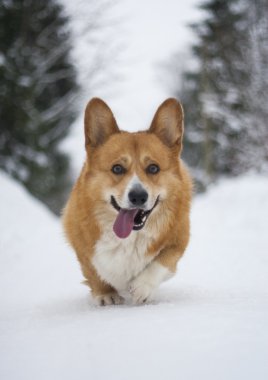 Galce corgi pembroke